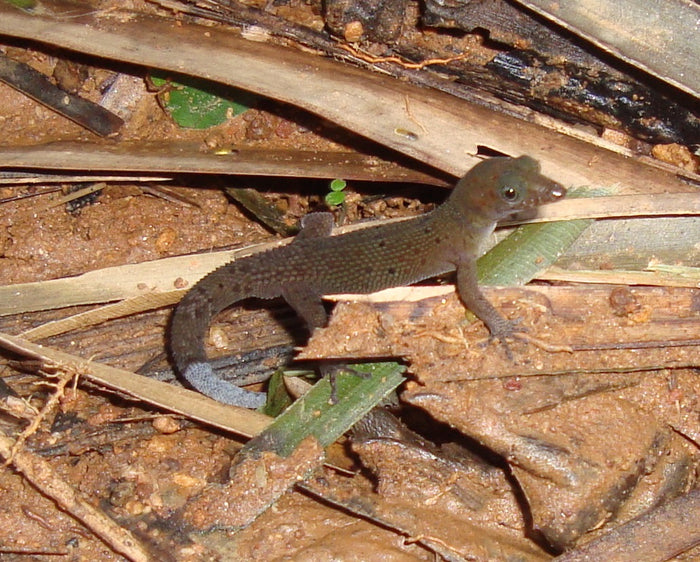 Bay Island least gecko