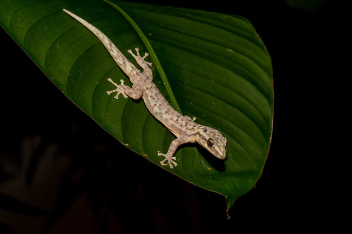 Honduran leaf-toed gecko