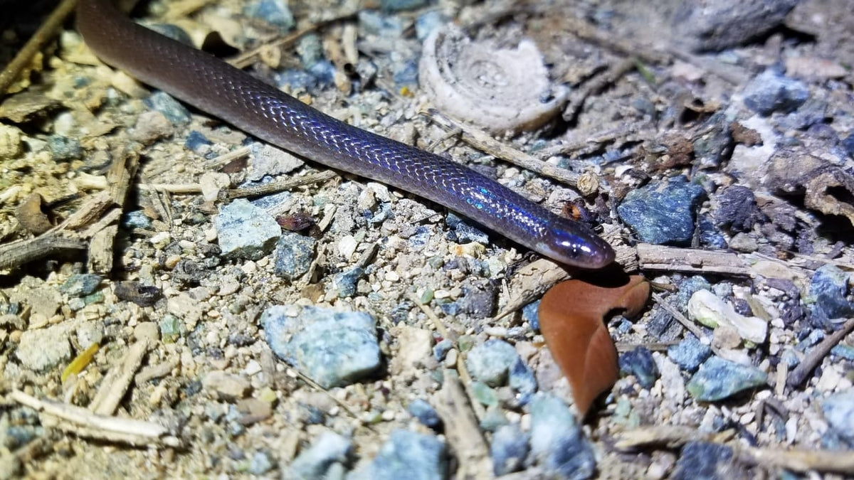 Roatan long-tailed snake