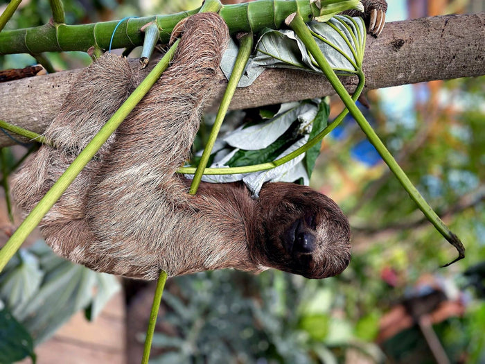 Sloths