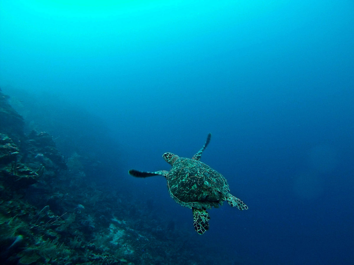 A sea turtle swimming over the reef off Roatan