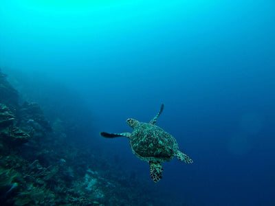 Roatan's reef and wildlife: what lives here and how to see it