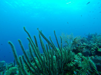How healthy is Roatan's reef? What the monitoring shows