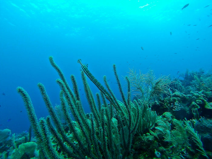 How healthy is Roatan's reef? What the monitoring shows
