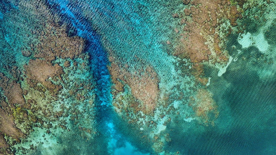 How healthy is Roatan's reef? What the monitoring shows