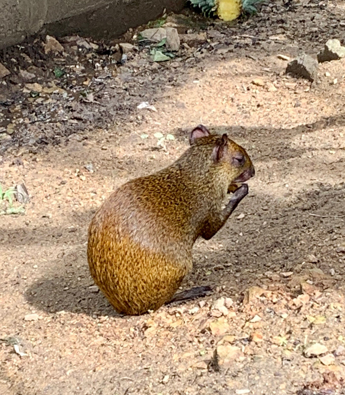 Guatusas: the little animal you keep seeing on Roatan
