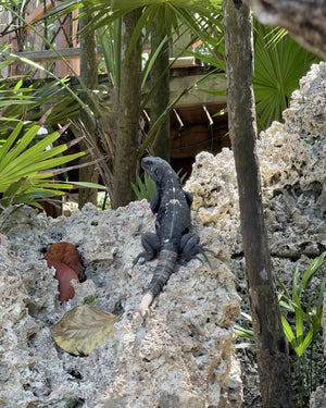 Roatan's endemic animals: the species found nowhere else
