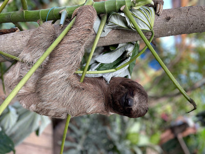Sloths and monkeys on Roatan: where they came from and what the rules say now