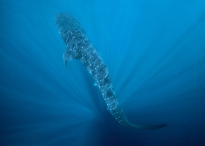 Whale sharks in Roatan and Utila: the rarest sighting in the Bay Islands