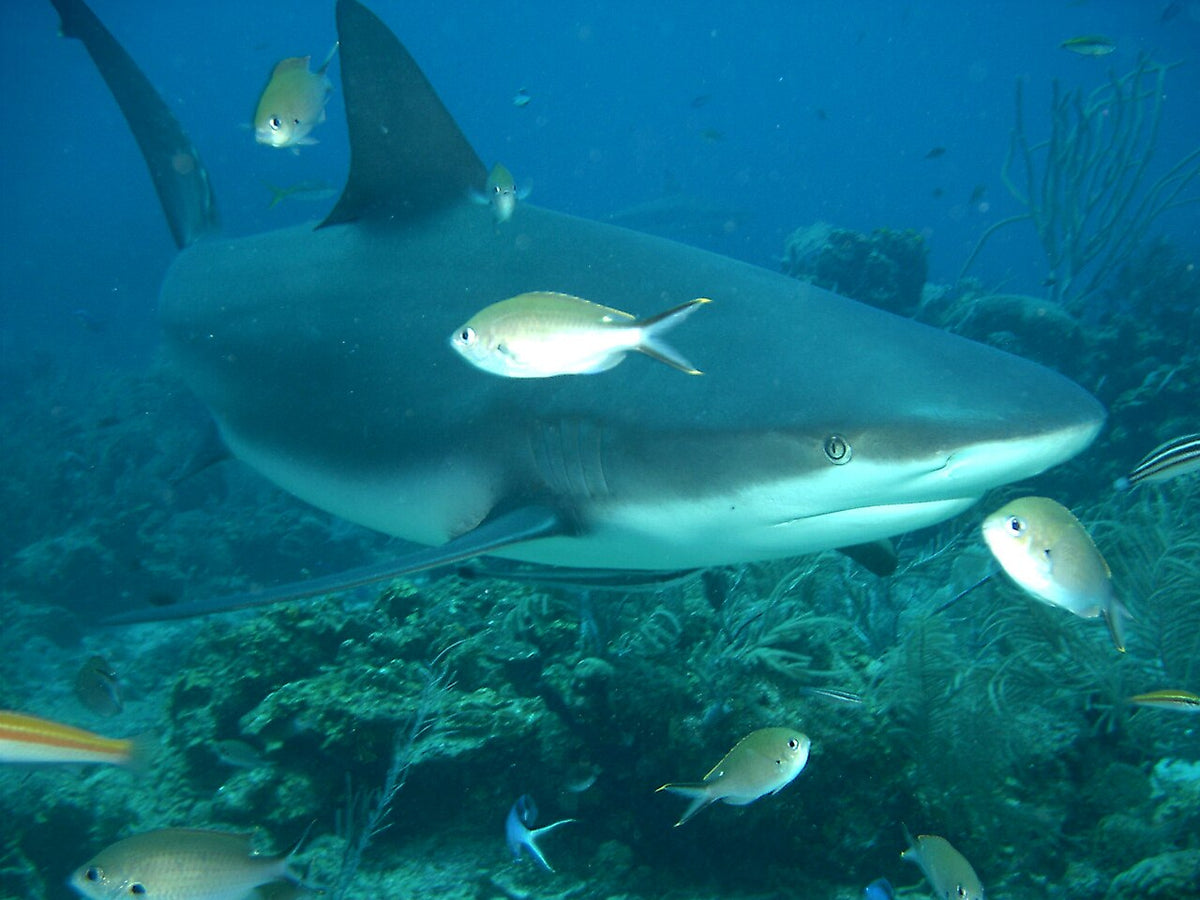 Caribbean reef shark