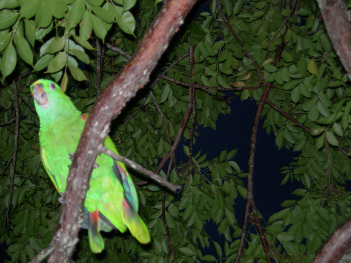 Yellow-naped parrot, Bay Islands subspecies
