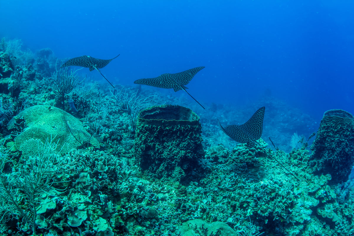 Spotted eagle ray