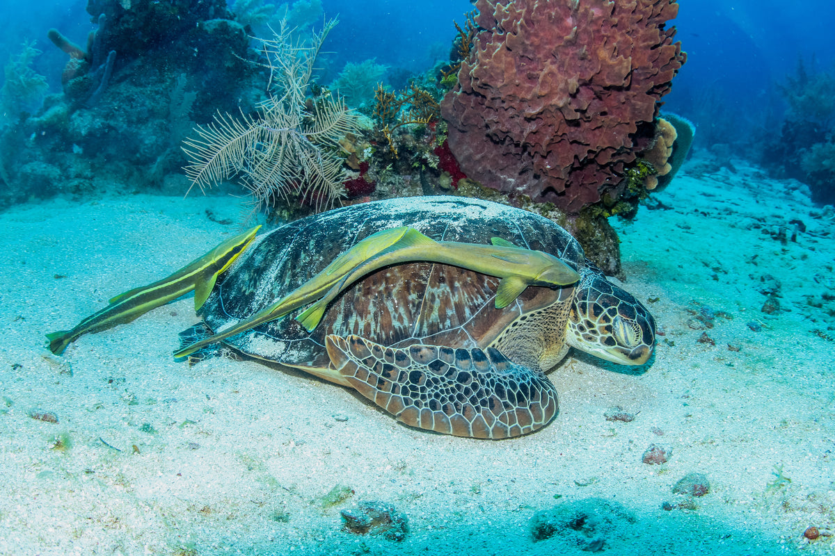 Green turtle
