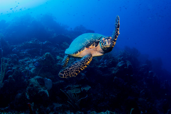 Hawksbill turtle