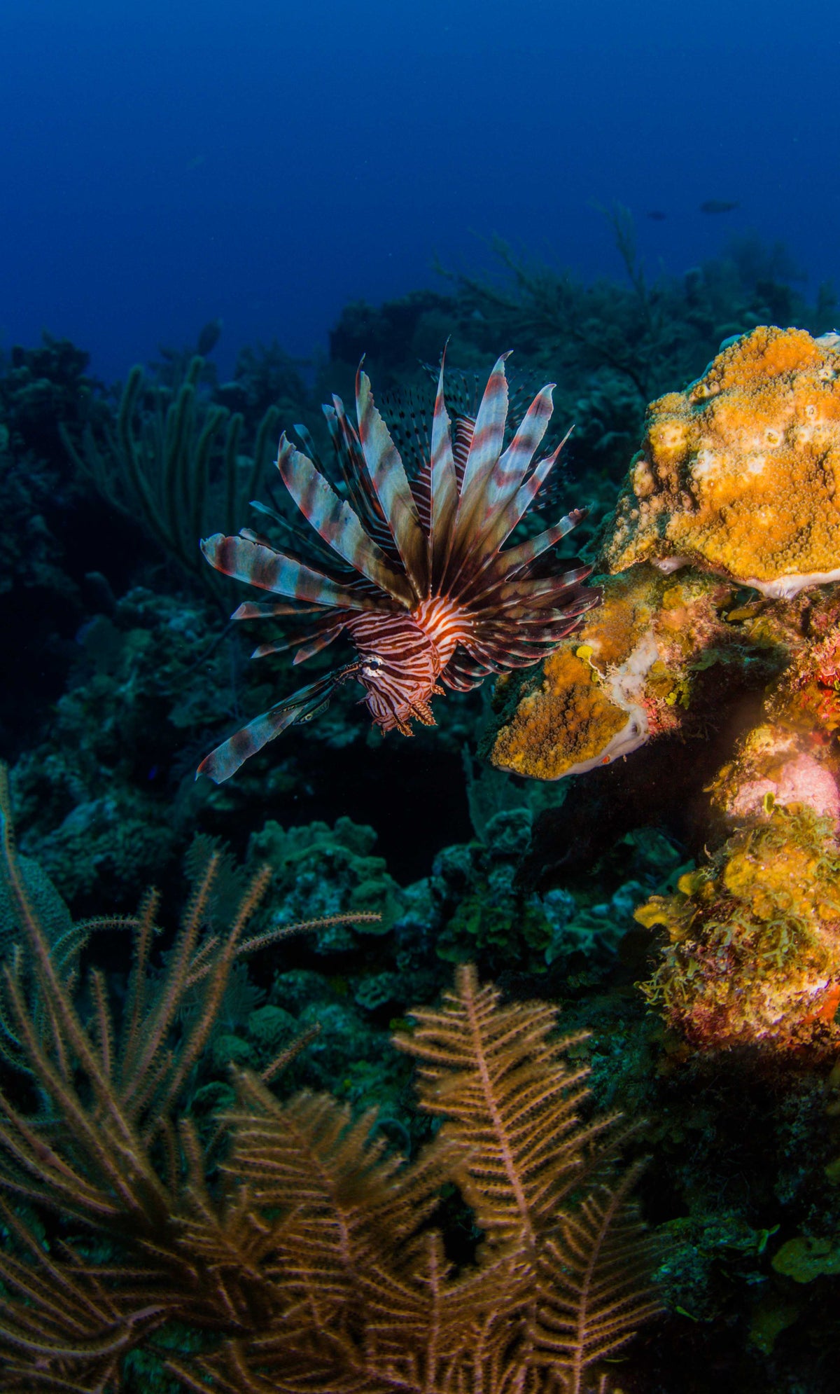 Lionfish
