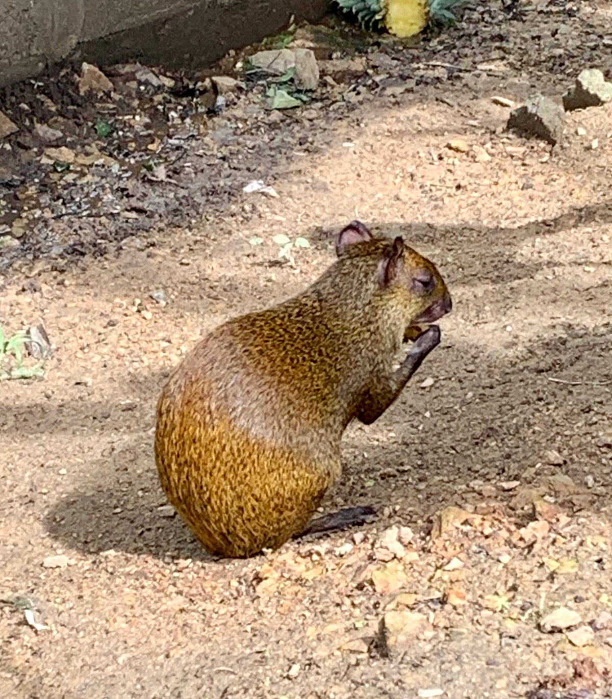 Roatan agouti (guatusa)