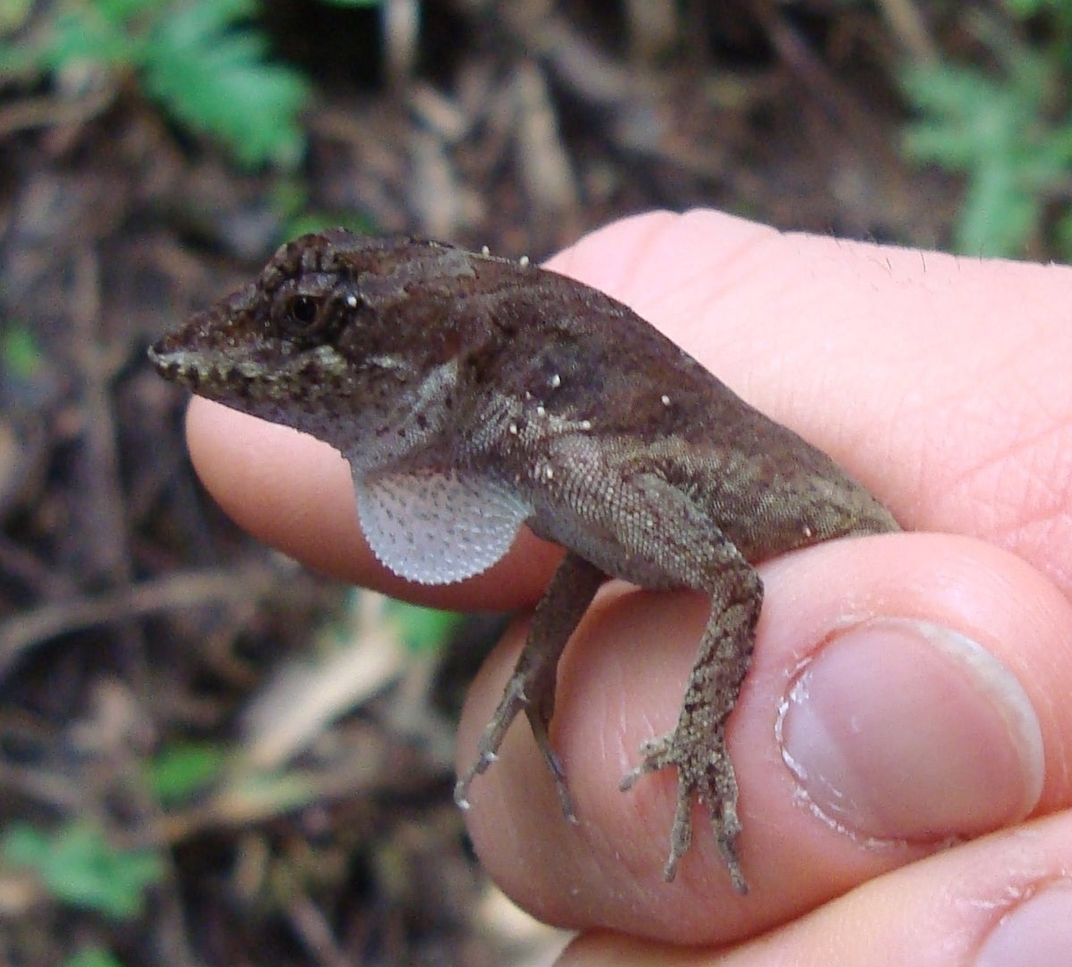 Roatan anole