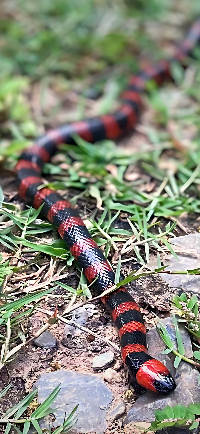 Roatan coral snake