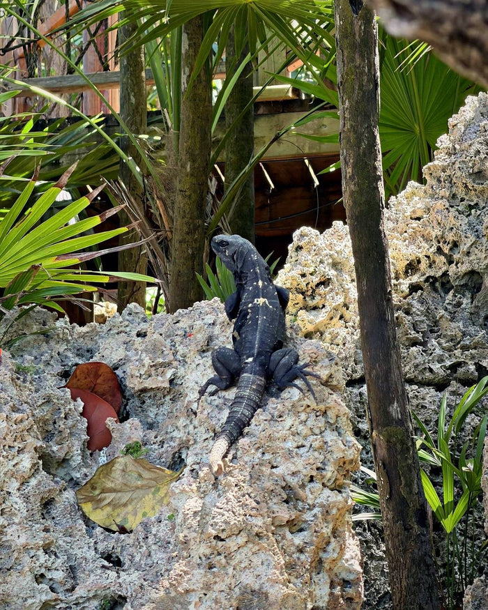 Roatan spiny-tailed iguana