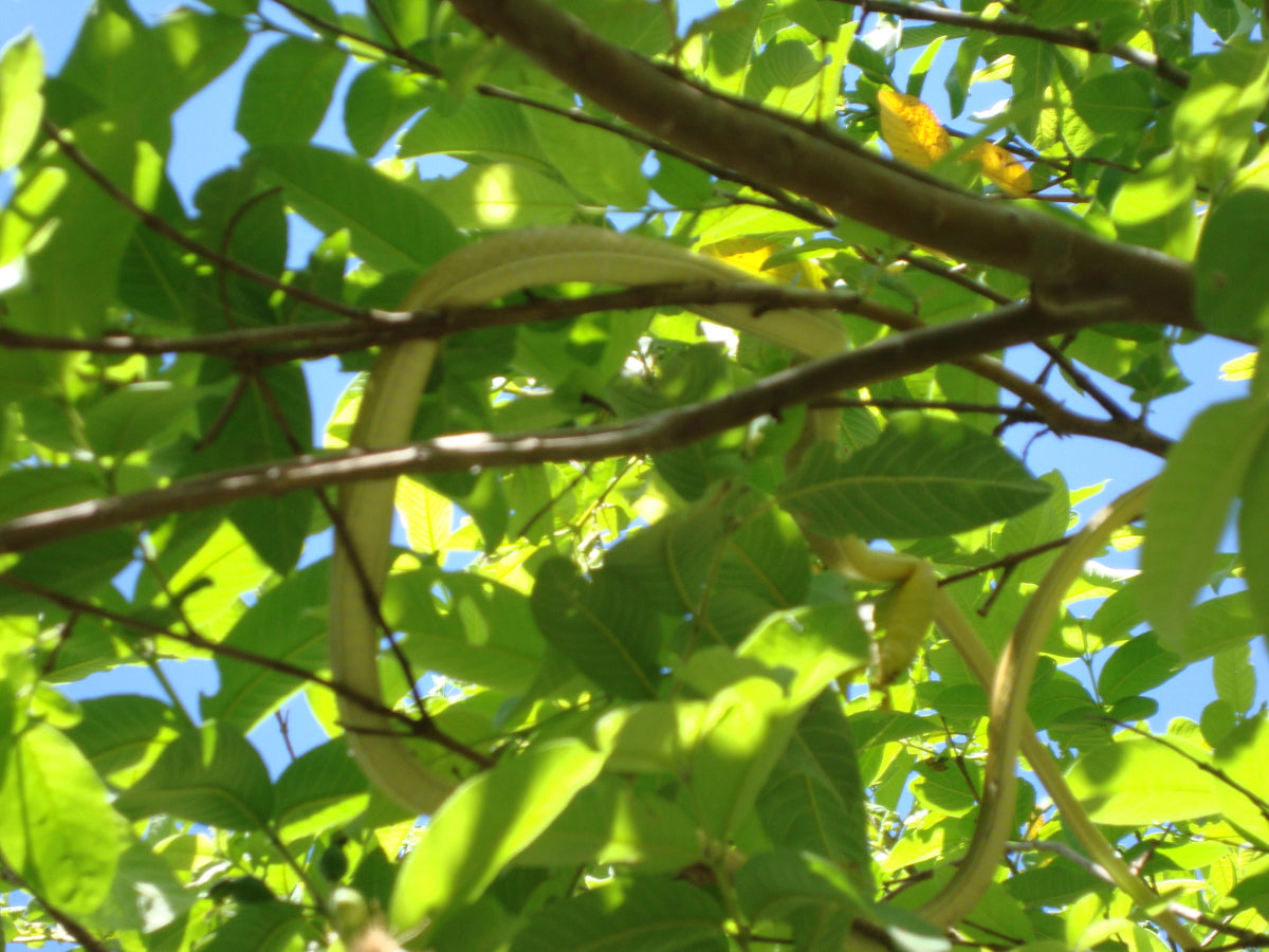 Roatan vine snake