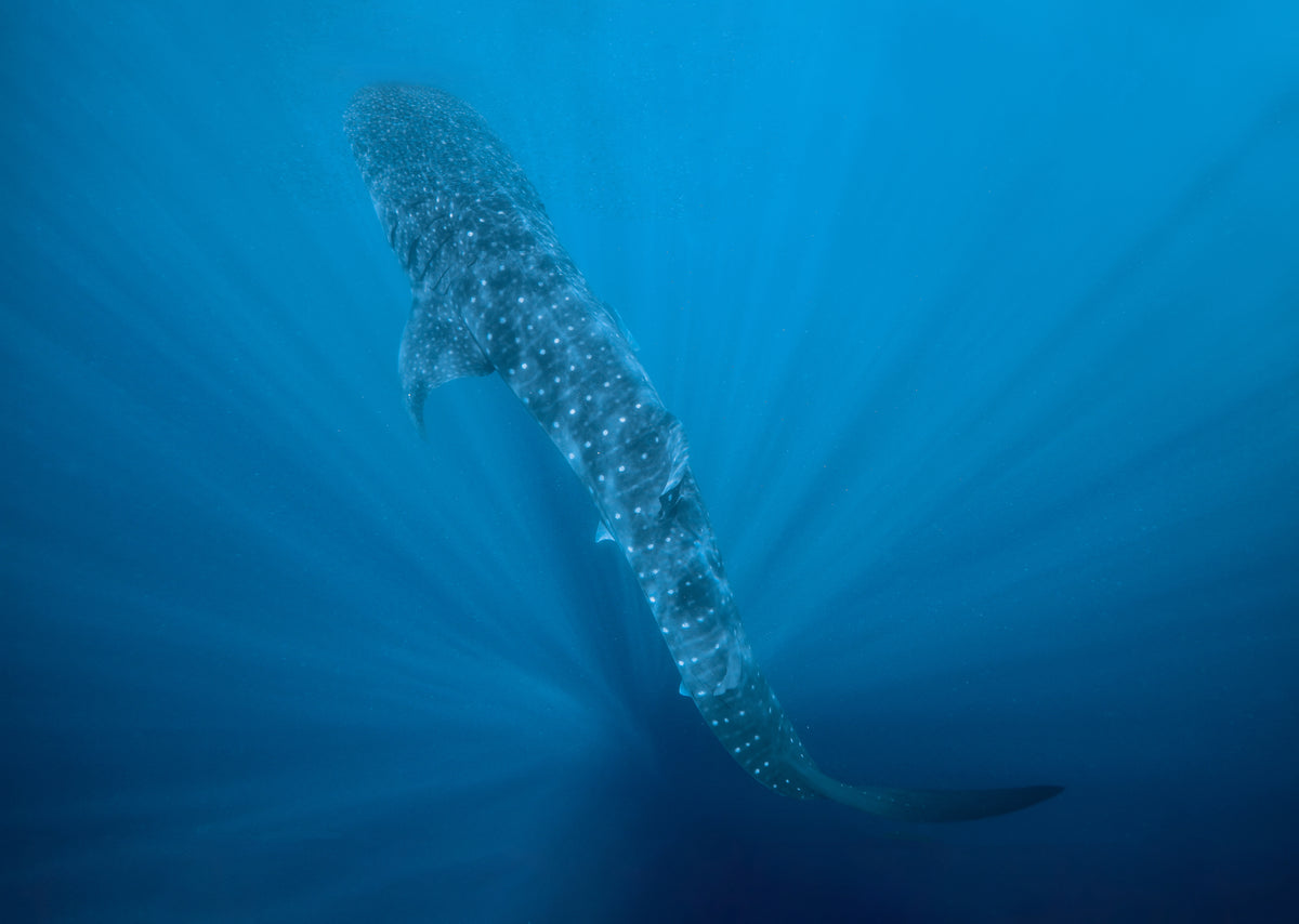 Whale shark