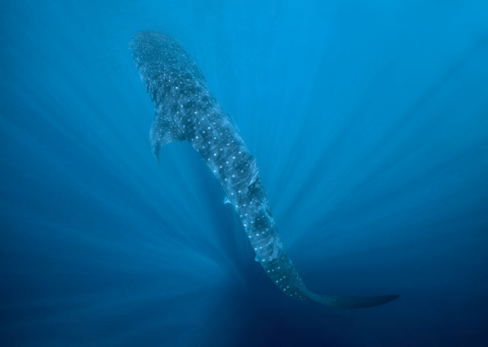 Whale shark